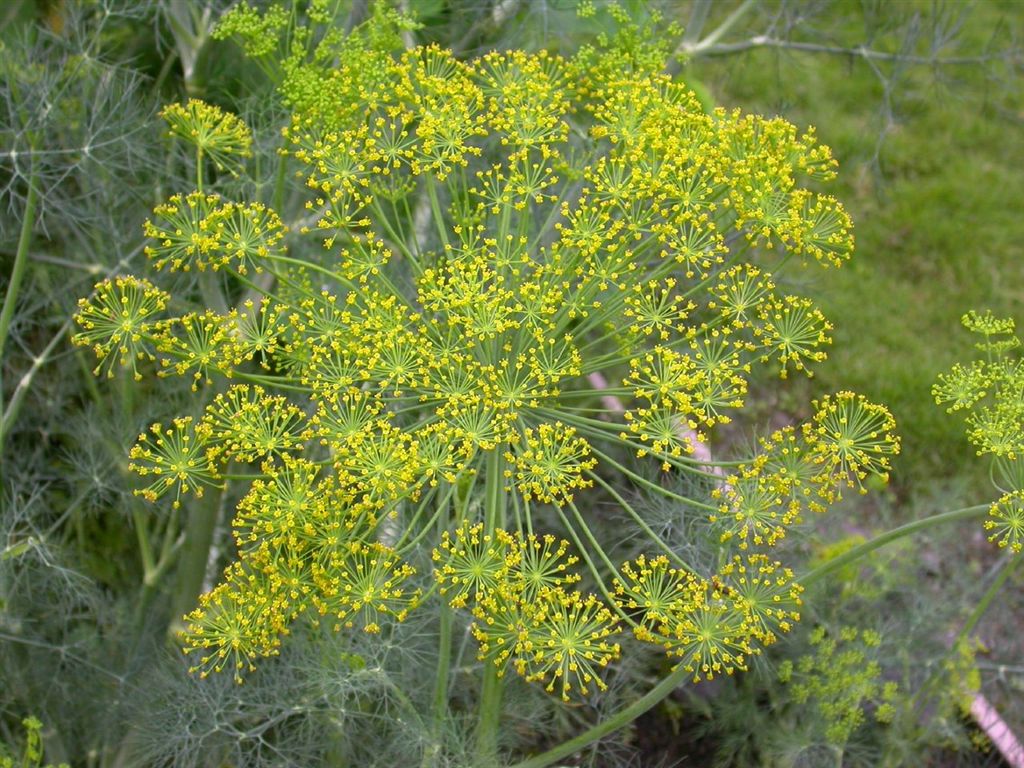  p>莳萝(学名:anethum graveolens l.)是伞形科莳萝属植物.