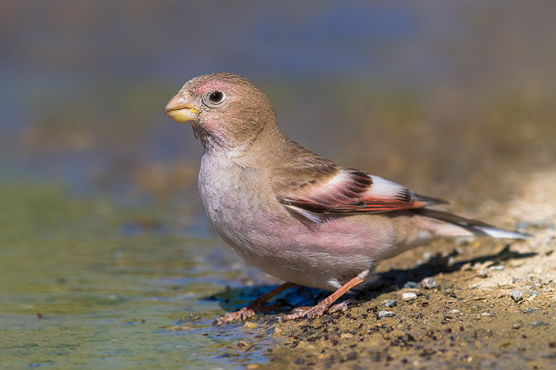  p>蒙古沙雀(学名: i>rhodopechys mongolica /i>):为燕雀科沙雀属的