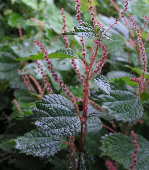 wright)是荨麻科苎麻属植物,叶片草质,圆卵形,菱状宽卵形或菱状卵形