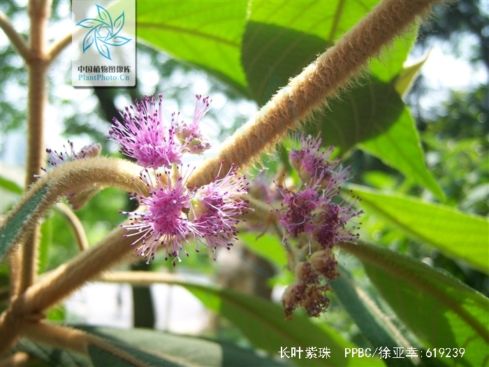 长叶紫珠