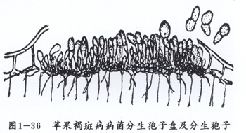 p>苹果褐斑病又称绿缘褐斑病,是由苹果双壳菌侵染所引起的,发生在