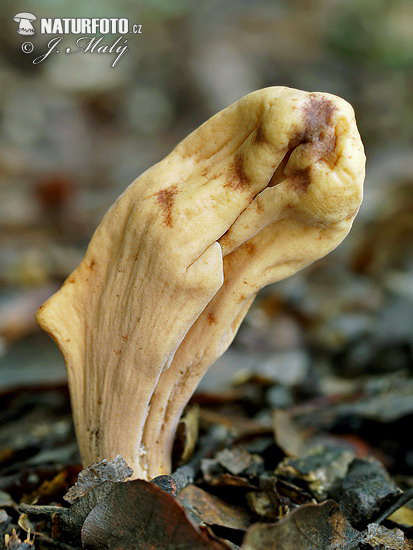  p>子实体中等大,棒状,不分枝,顶部钝圆,幼时光滑,后渐有纵条纹或纵