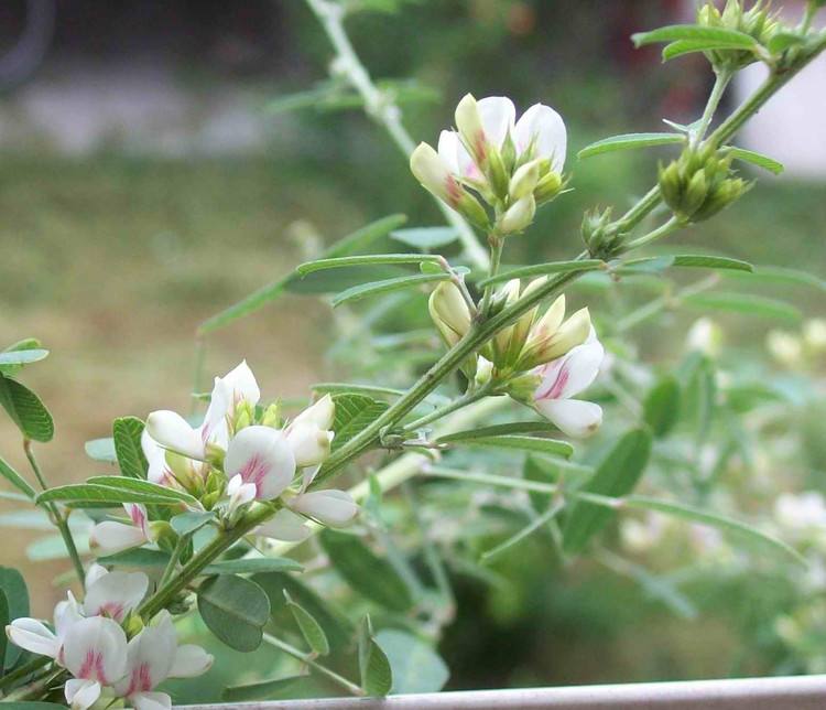 白花短梗胡枝子