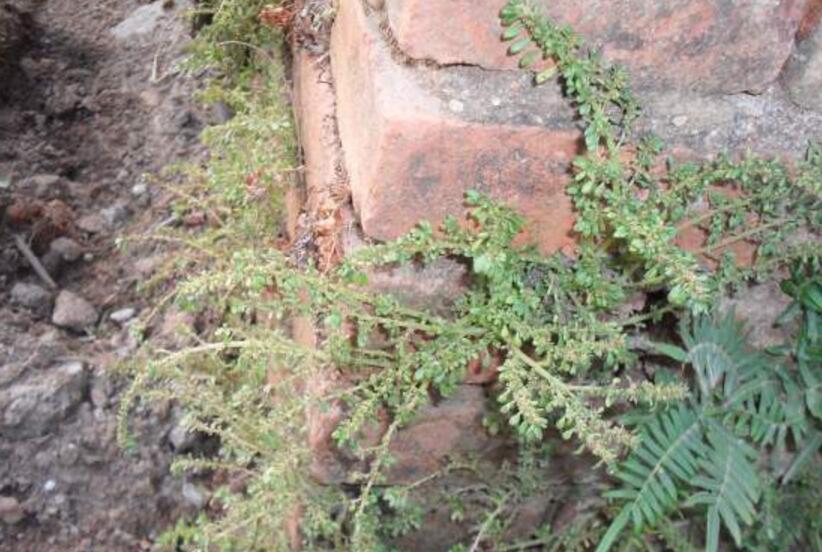  p>治疝草属, a target="_blank" href="/item/草本">草本 /a>植物;叶