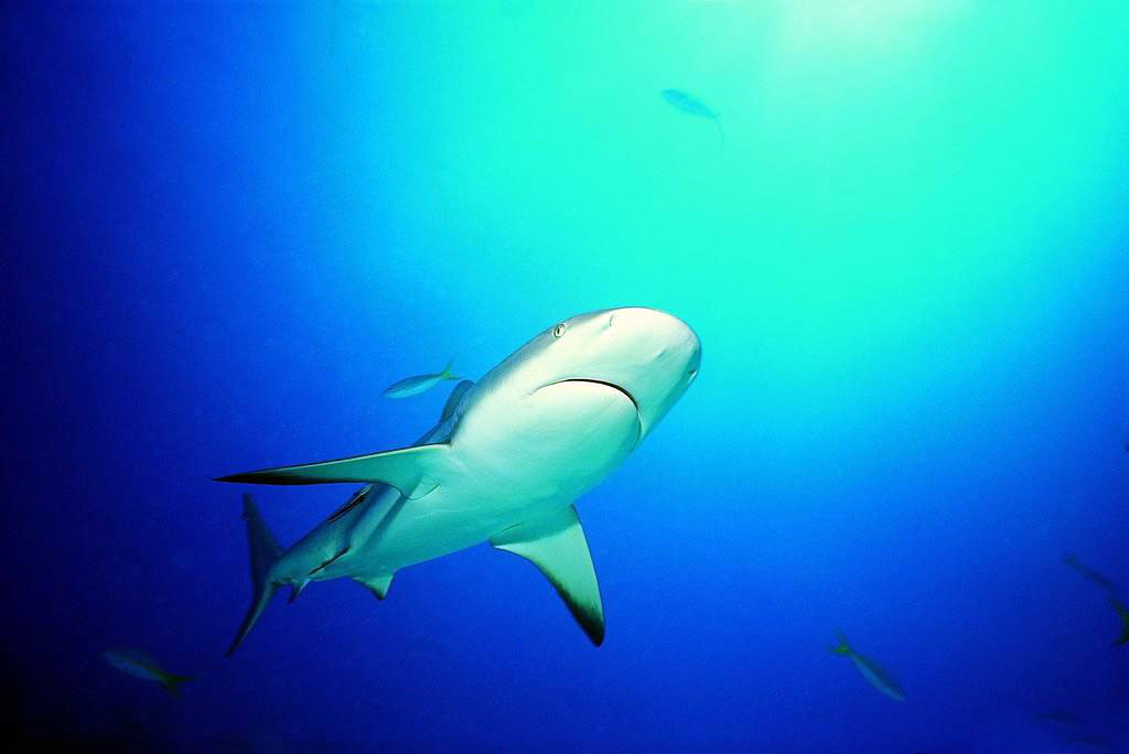 噬人鲨(carchroclesmegalodon)