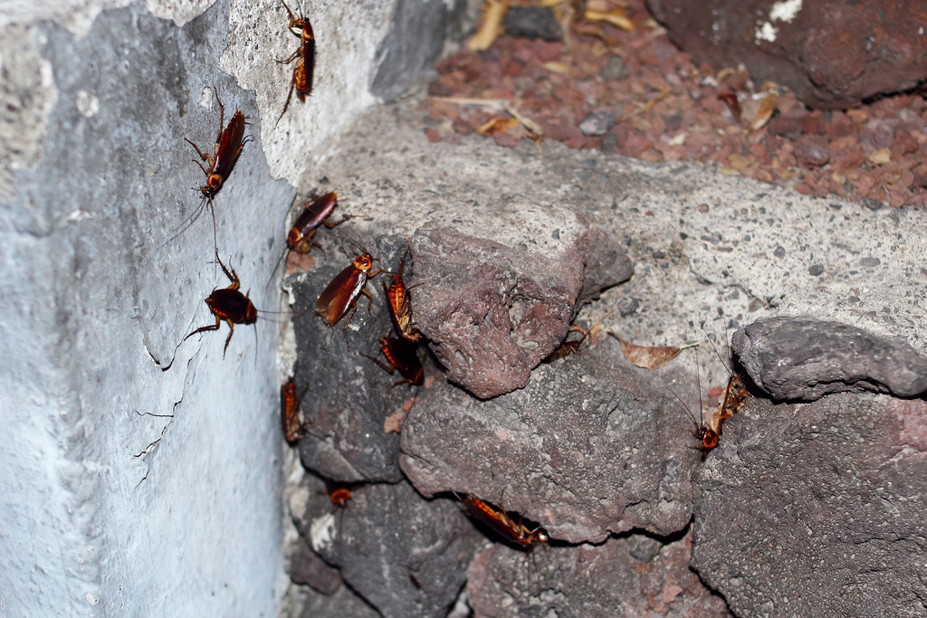  p>东方蜚蠊(学名:blatta orientalis)是世界上体形最大的蟑螂.