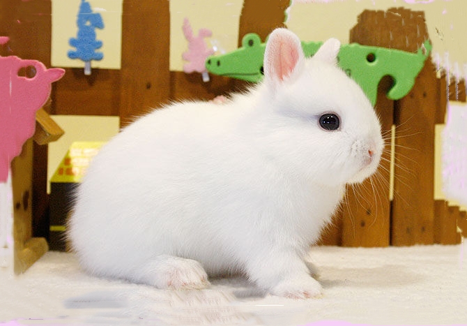  p>荷兰侏儒兔( i>学名:netherland dwar /i>),属于 a href="#" data