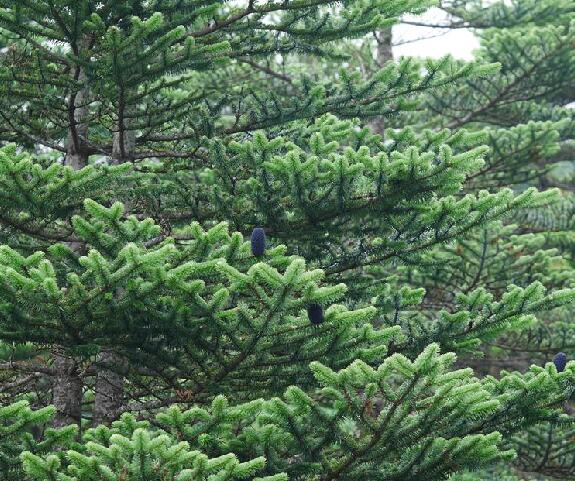  p>长苞冷杉(学名: i>abies georgei /i> orr)是松科冷杉属植物,乔木