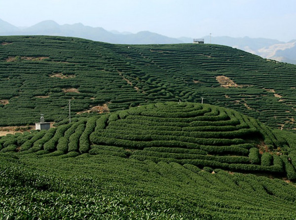 漳平水仙茶_百度百科