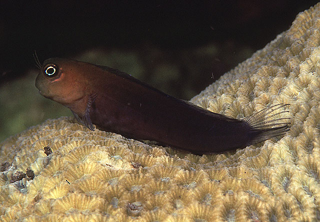  p>双色异齿鳚(学名:ecsenius bicolor),又称双色鳚,为辐鳍鱼纲鲈形目