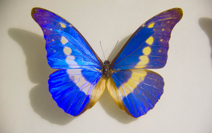  p> a target="_blank" href="/item/多音白闪蝶/8607252" data-lemma