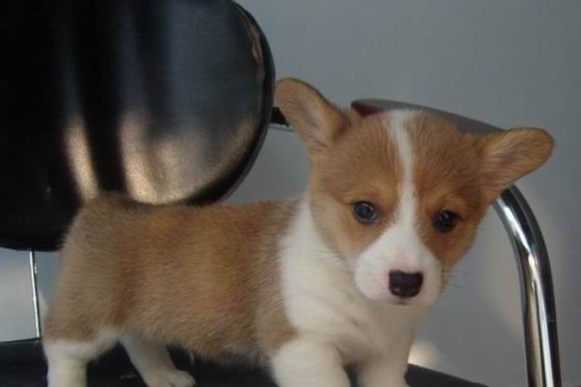 卡地甘威尔士柯基犬