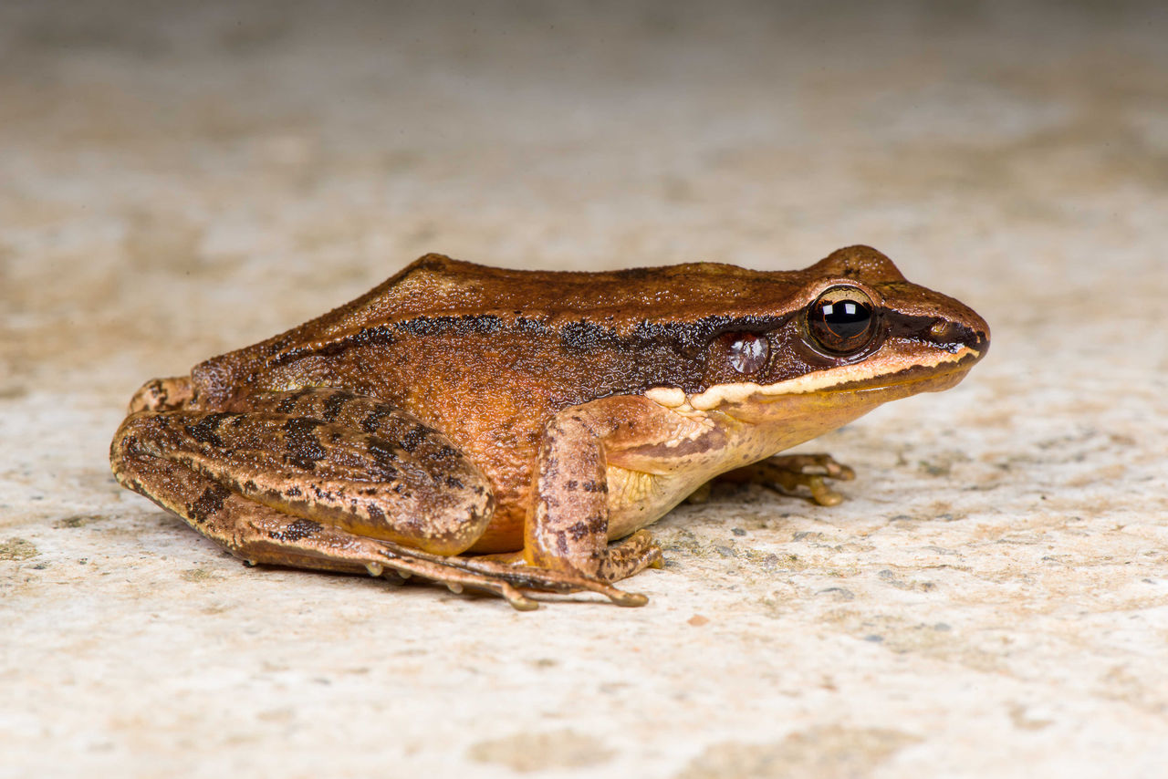 背面棕色,背部有若干小黑斑,上唇缘有一条醒目黄纹;体侧色较淡,散有小