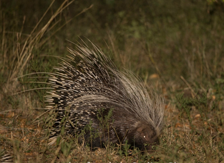  p>开普敦豪猪(学名: i>hystrix africaeaustralis /i>):又称南非豪猪