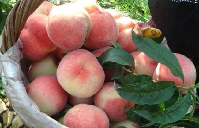 福安穆阳水蜜桃