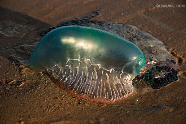  p>僧帽水母是 a href="#" data-lemmaid="418200">腔肠动物 /a>的一