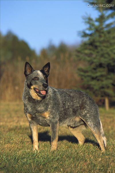  p>澳洲牧牛犬,别名又叫做昆士蓝赫勒犬(australianqueensland heeler
