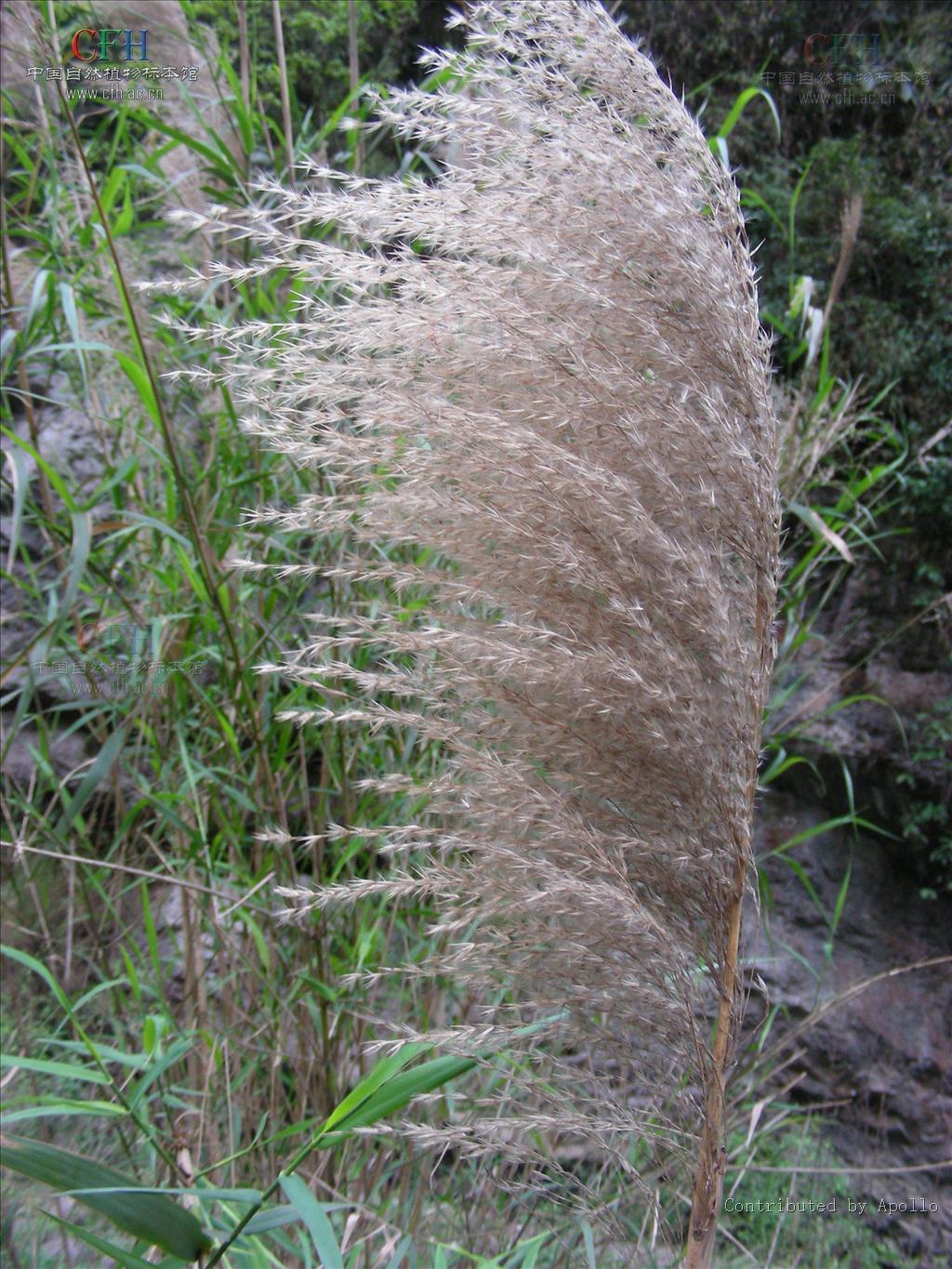  p>arundo j. 芦竹属,禾本科,分布于热带和温带地区,我国常见有芦竹a.