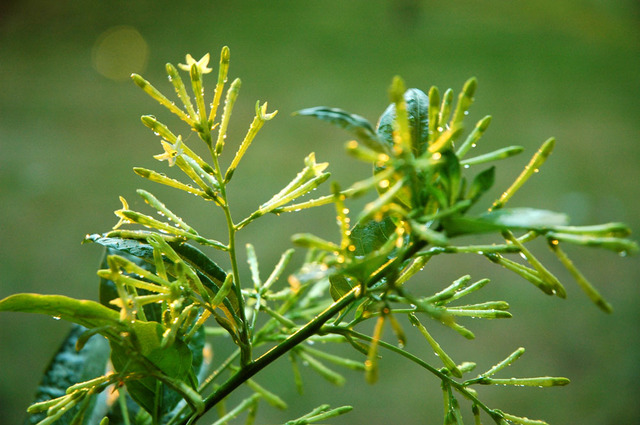 cestrum nocturnum l.