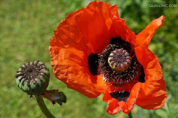  p>大红罂粟( a href="#" data-lemmaid="8074290">学名 /a>:papaver