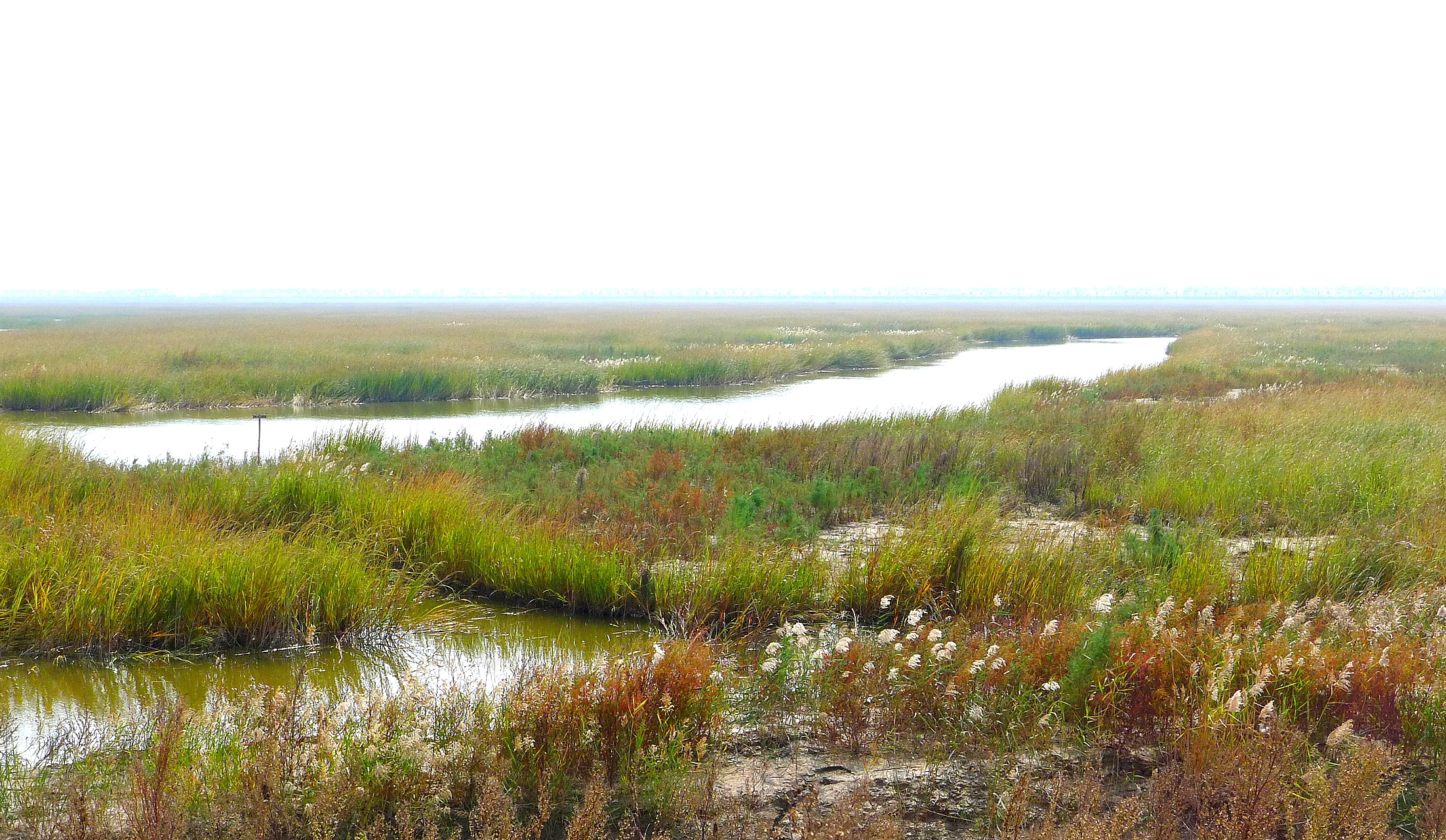 大丰湿地公园