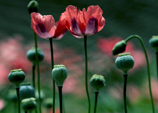 罂粟 毒品前身的起源演变和不为人知的小故事 百科ta说