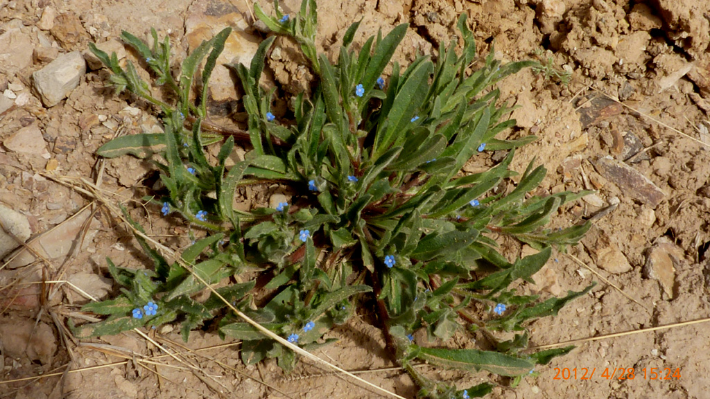  p>柔弱斑种草(学名:bothriospermum tenellum)是紫草科斑种草属的