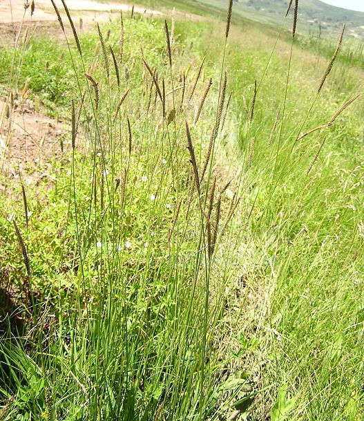  p>短芒大麦草(学名: i>hordeum brevisubulatum  /i>(trin.