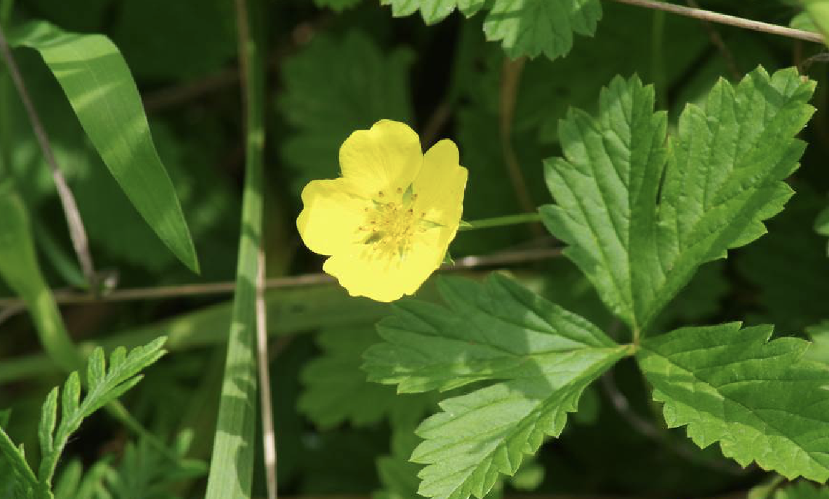  p>绢毛匍匐委陵菜(学名: i>potentilla reptans /i> l. var.