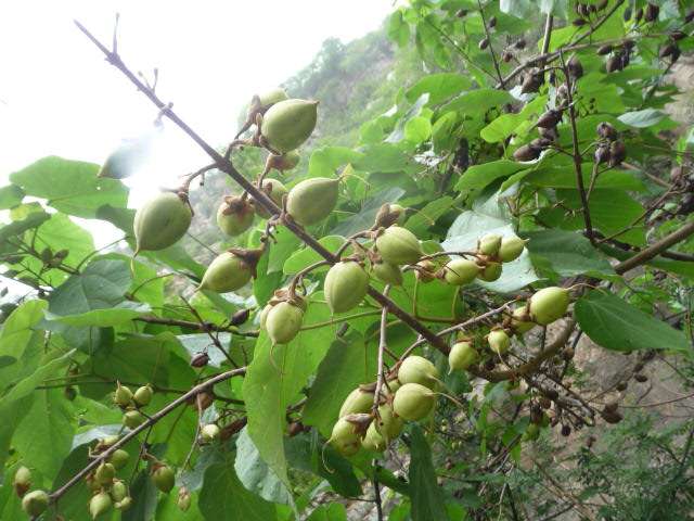  p data-id="gnbvqckxe3">梧桐子,为 a target