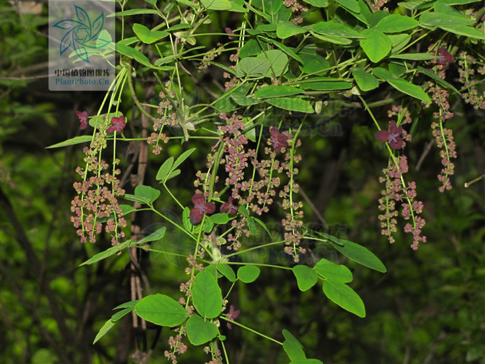  p>三叶木通(学名: i>akebia trifoliata  /i> i>(thunb.