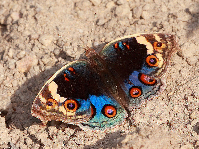  p>翠蓝眼蛱蝶(junonia orithya)是一种 a href="#" data-lemmaid="