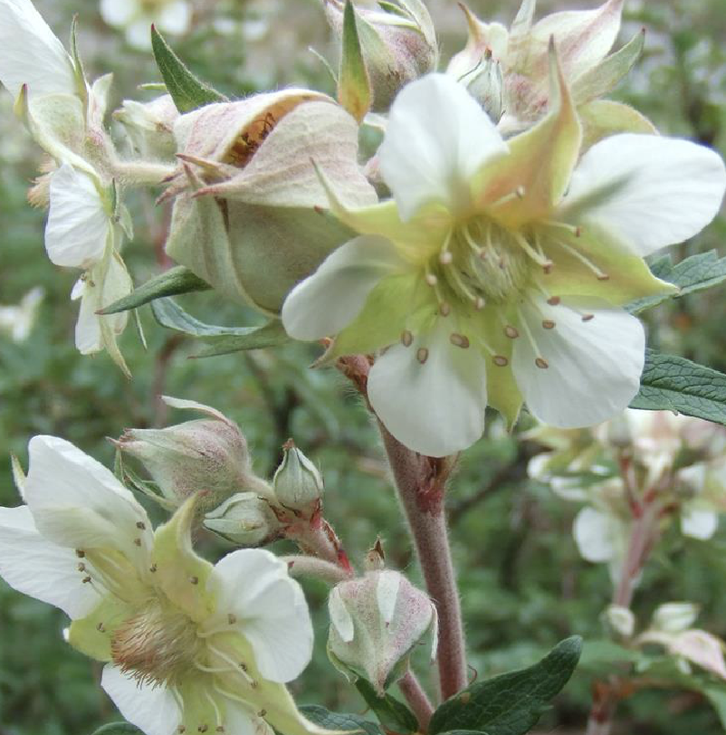 japonensisjavafree，japonensisjavafree大结局