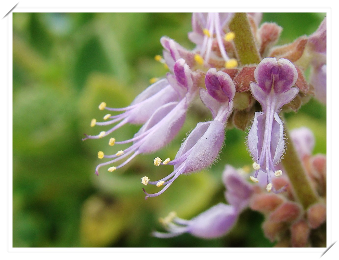  p>到手香(学名: i>plectranthus /i>  i>amboinicus /i> (lour.