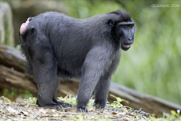  p>黑冠猕猴(学名: i>macaca nigra /i>):为猕猴属下的一种,尾短,眉