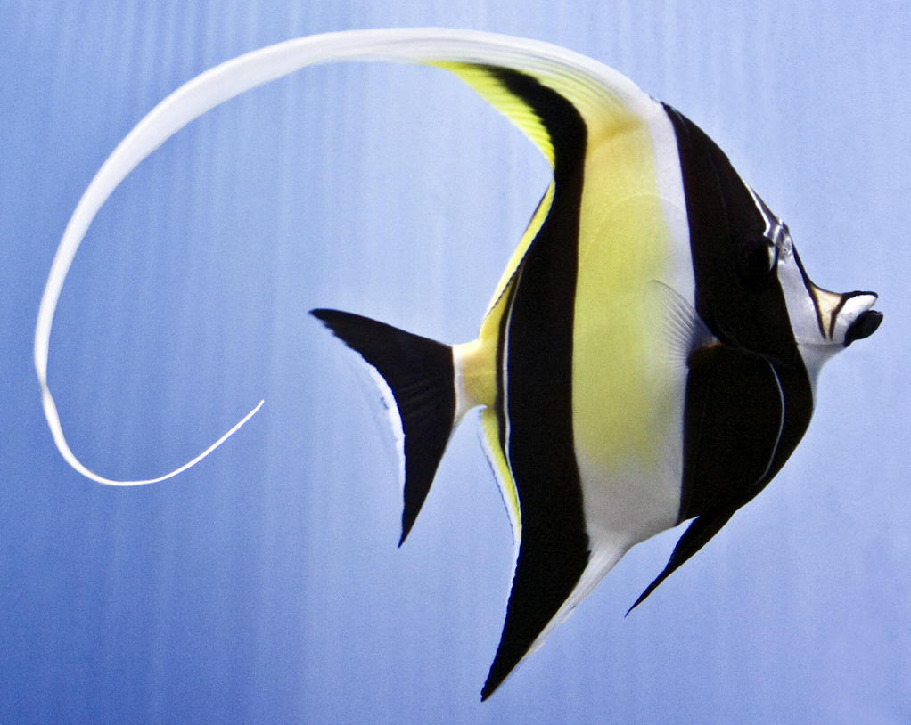  p>鲈形目(perciformes)镰鱼科(zanclidae)的热带岩礁鱼类,学名为