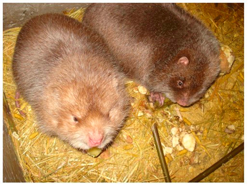 冬茅老鼠