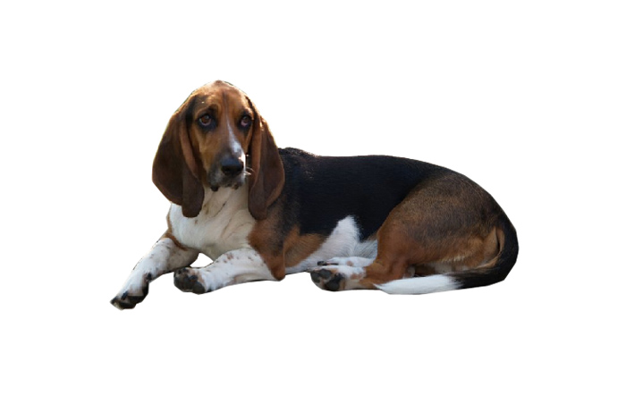 basset hound