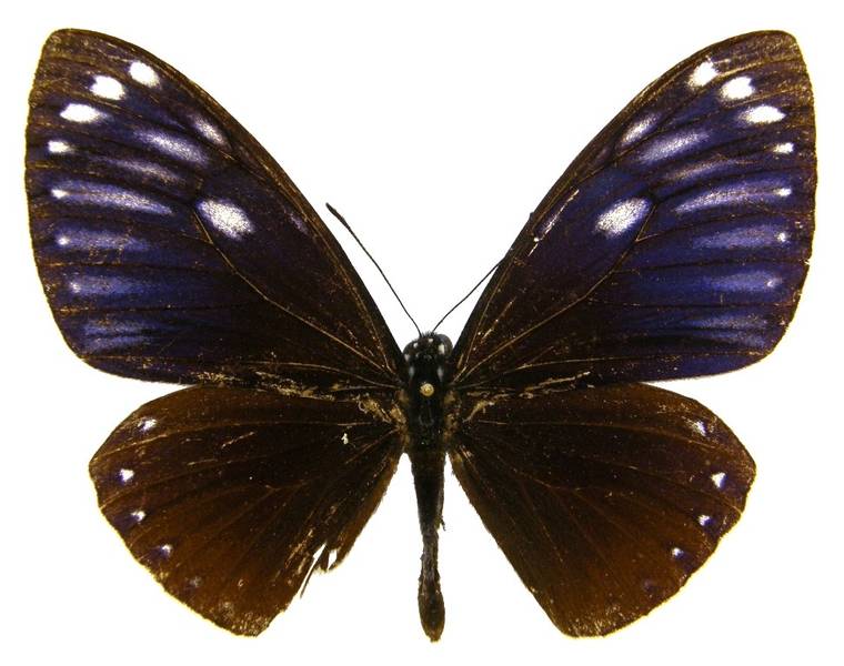  p>翠蓝斑凤蝶(学名:chilasa paradoxa )是属鳞翅目凤蝶科的一种大型