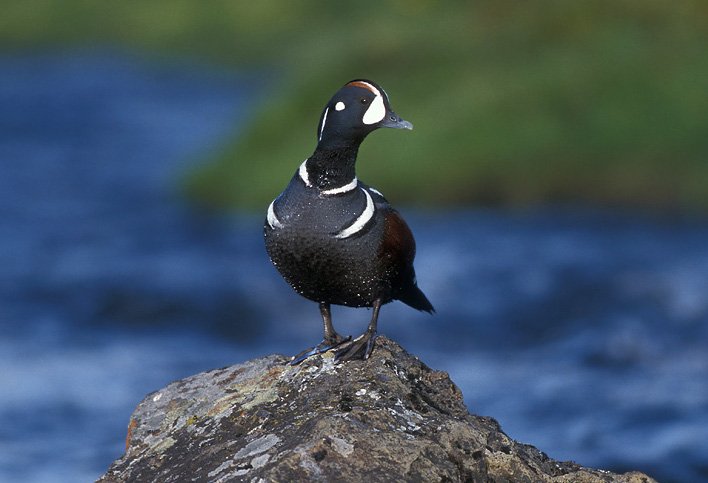  p>丑鸭(学名: i>histrionicus histrionicus /i>)体长33-54厘米,翼展