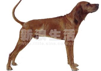 红骨浣熊猎犬