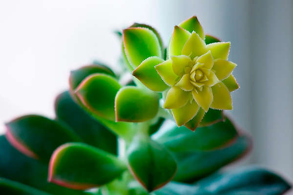 红缘莲花掌