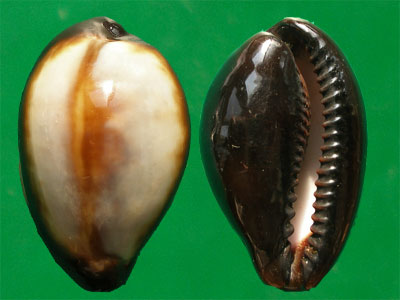  p>玛瑙宝螺(学名:erronea onyx onyx)是 a href="#">腹足纲 /a>宝螺