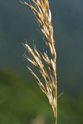  p>西伯利亚三毛草(学名:trisetum sibiricum)是 a href="#">禾本科 