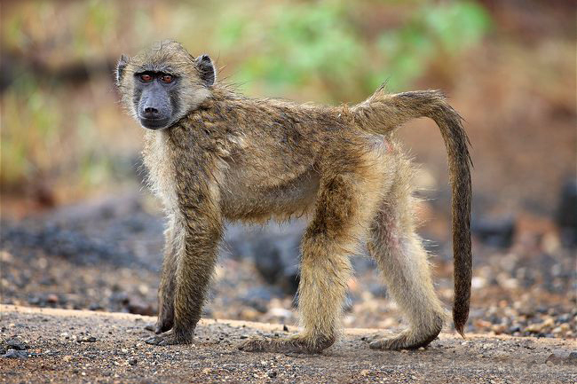 chacma baboon