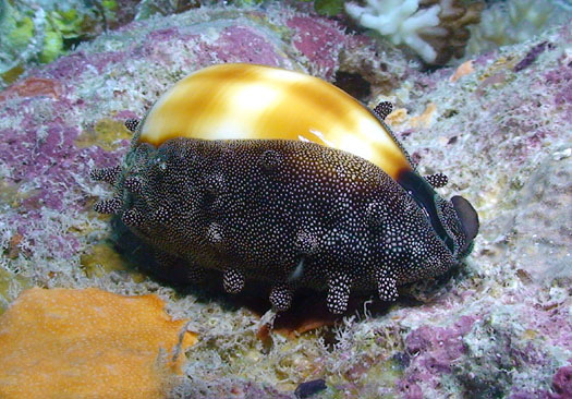  p>酒桶宝螺(学名:talparia talpa talpa)又名是 a href="#" data