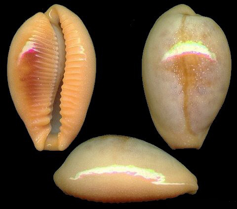  p>灰布宝螺(拉丁学名contradusta bregeriana per