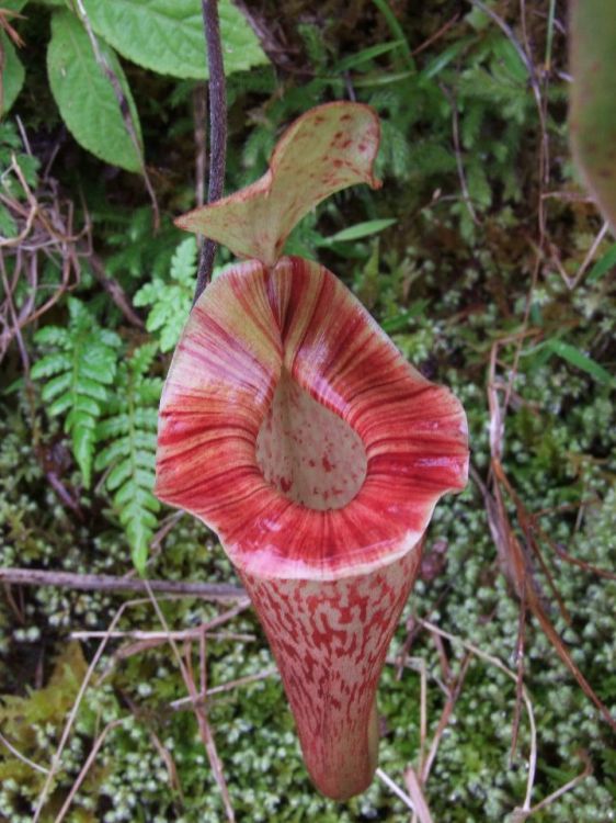 nepenthes vogelii