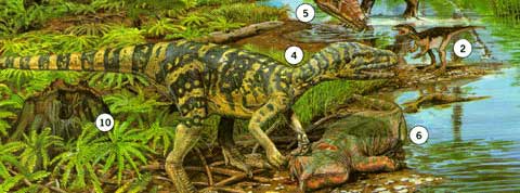  p>黑瑞龙(herrerasaurus)是距今约两亿三千万年前的三叠纪後期的初龙