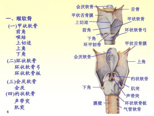 喉软骨_百度百科